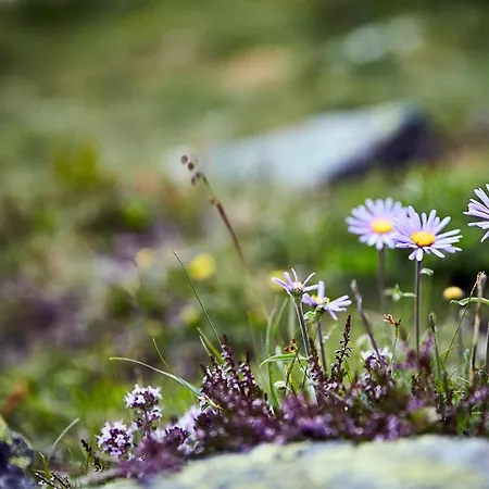 Alp-aren - Silvretta Card Premium Betrieb 아파트 갈투르